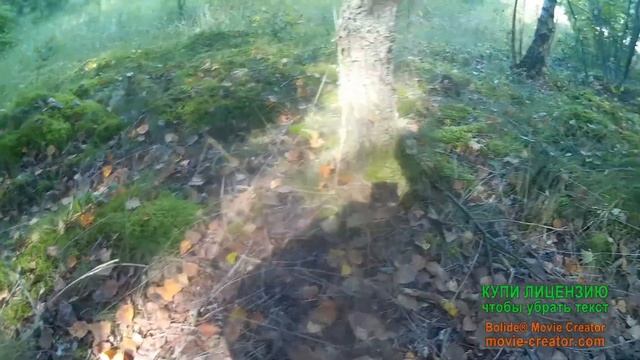 Грибочки 10 сентября возле Краславы.