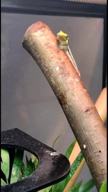 Phelsuma Klemmeri смотреть онлайн