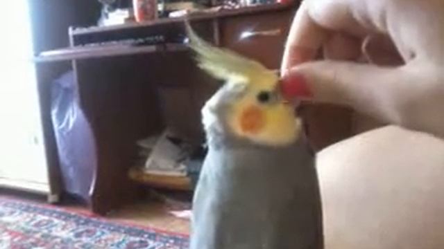 Ручной попугай Петруша смотреть онлайн