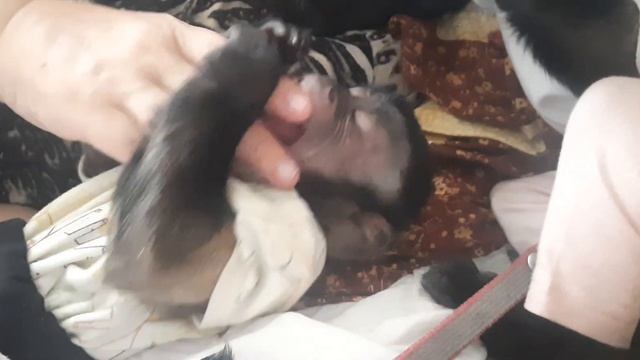 🤩Как смеются обезьяны 😁 #monkey #petmonkey #babymonkey #capuchinmonkey