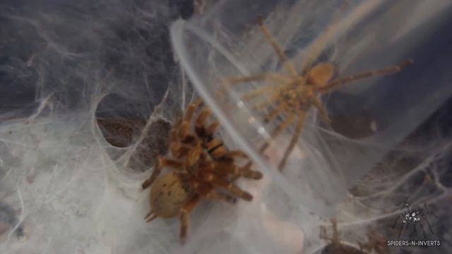 Tarantula Mating: Pterinochilus murinus (OBT/ Orange Baboon Tarantula): Spiders-N-Inverts #11 смотреть онлайн