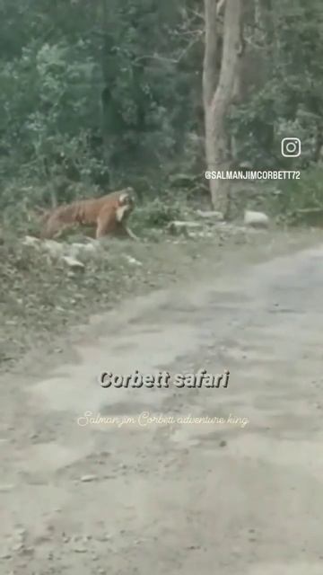 #naturephotography#photography #wildlife #automobile #nature #animals #jimcorbett #viral #tiger смотреть онлайн