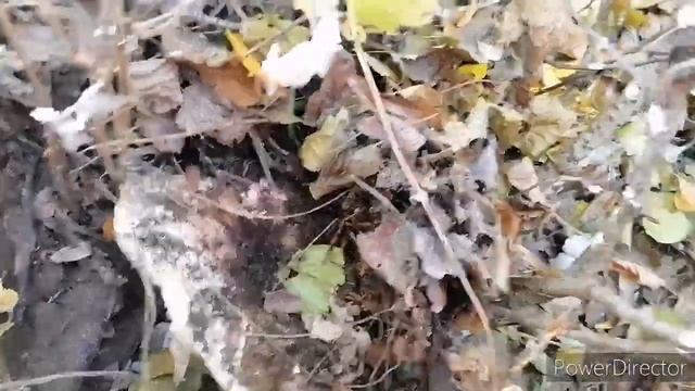 Ходим за грибами смотреть онлайн