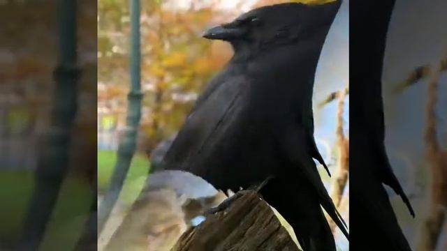 Аркадий Кобяков (Вороны кружили) смотреть онлайн