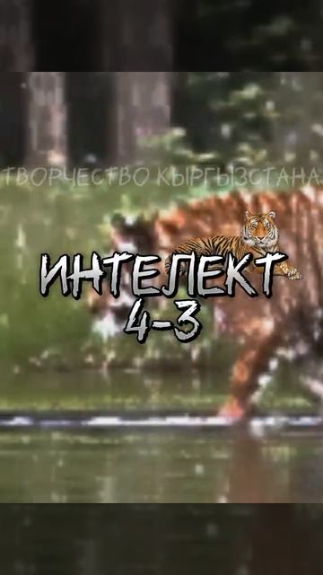 бизон vs бенгальский тигр#сравнение #shorts смотреть онлайн