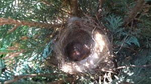 Маленькая птичка свила гнездо в туе. Птенцы вылупились и просят еды