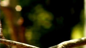 Букашки !!! - Сиеста 🐞