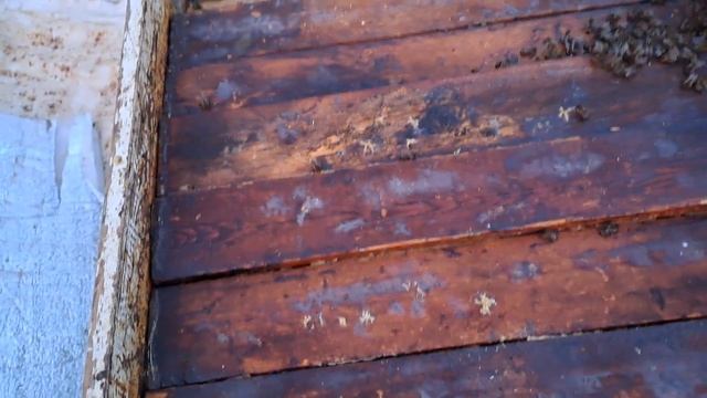 Стан сімей в лежаках, як зрозуміти стан кормів не розбираючи гніздо. смотреть онлайн