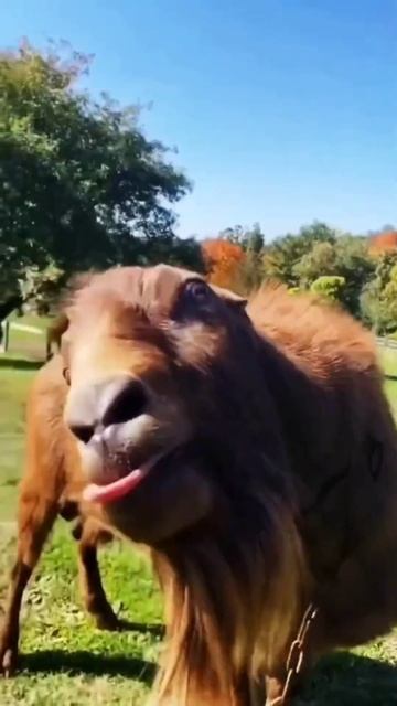 معزة | معزه ام لسان طويل | خروف العيد | معزه تاكل شيبس | معزه 🐐🐑 goat #goat смотреть онлайн