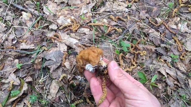 Поход в лес. Нашли ЗМЕЮ. КЛАД. ГРИБЫ И КОЕ-ЧТО ЕЩЁ!