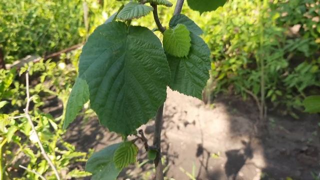 Реанимация фундука Бактериями.