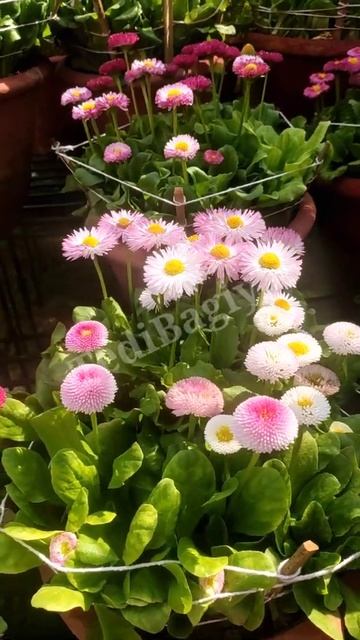 Daisy flowers | Multi colors Daisy flowers | रंग बिरंगे फूल ही फूल | 💐🌼💐🌼 #shorts 💐🌷🌹🌸🌼🌺🌻|