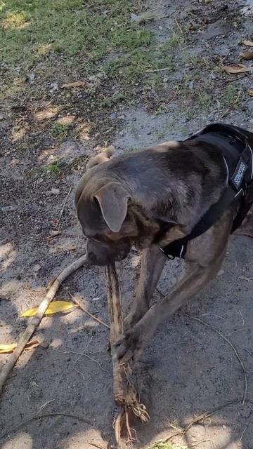 Spend spare time with your dog! смотреть онлайн