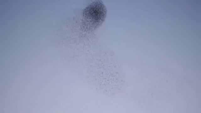 Осторожно, скворцы!.AVI смотреть онлайн