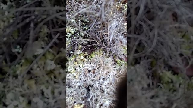 liquen de Islandia смотреть онлайн