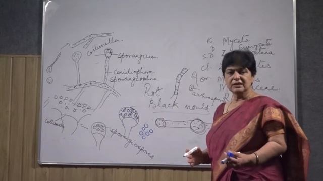 Rhizopus And Penicillium By Prof. Uma Palni