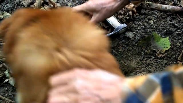 Truffle Hunting In Piedmont, Italy