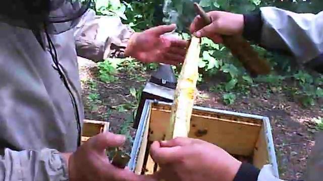 моя пасека смотреть онлайн