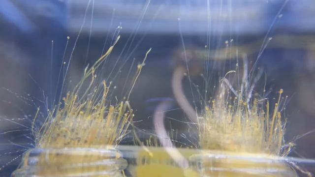 Phycomyces Compilation смотреть онлайн