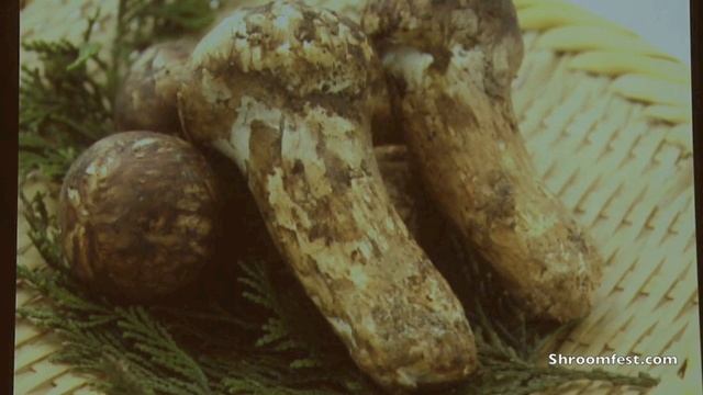 Shroomfest 2013  Eugenia Bone:Kitchen Mycologist  - How The Biology Of Mushrooms Dictates What You