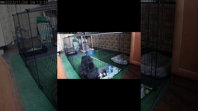 КУЗЬМА ПРОСИТ КУШАТЬ🙏🏻❤️😻 смотреть онлайн