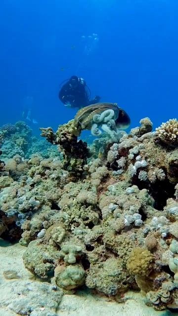📸 Octopus 📍Red Sea, Egypt смотреть онлайн