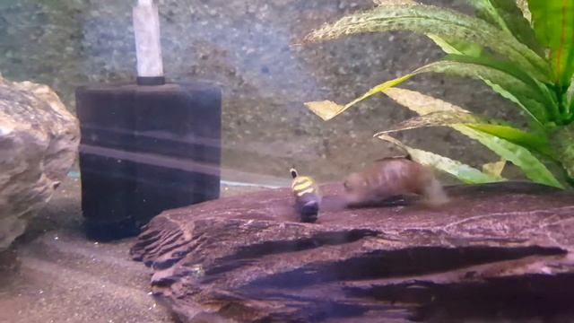 Flavus breeding смотреть онлайн