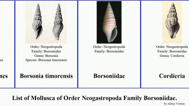 List of Mollusca of Order Neogastropoda Family Borsoniidae. bathytoma microdrillia borsonia trina смотреть онлайн