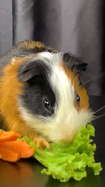 Hamster 🐹 EATING FOOD ASMR Eating Lettuce Cucumber Cabbage Mukbang 먹방#shorts смотреть онлайн