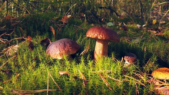 Mama Mycelium 🍄Short #psilocybin INTEGRAL PART OF THE FOREST IS MYCELIUM #fungus Natures core 🍄 смотреть онлайн