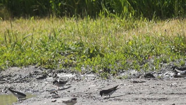 Delichon urbica. house martin.ластівка міська.воронок, городская ласточка. смотреть онлайн