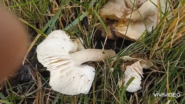 ГРИБЫ🍂11ноября🍁МНОГО РАЗНЫХ ГРИБОВ