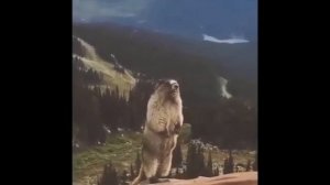 мем суслик кричит ааааааааааааааааа