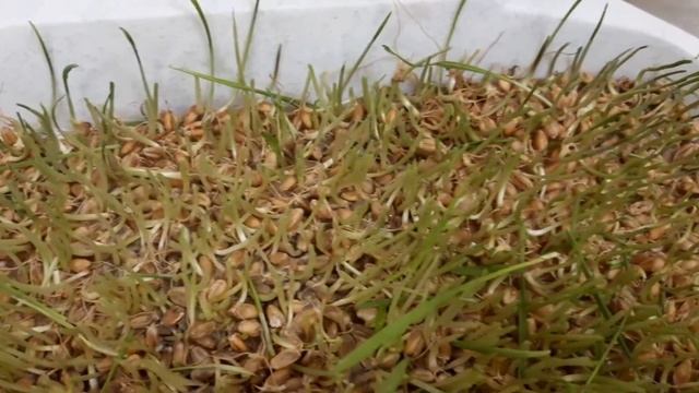 Выращиваю пшеницу на витграсс без плесени. Промежуточный результат смотреть онлайн