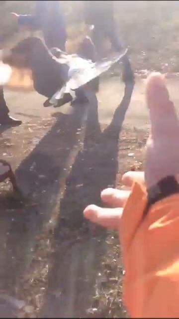 Голубь смотреть онлайн