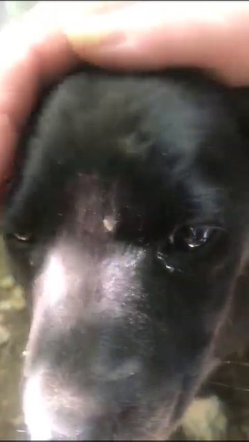 🆘 Лесная кроха. Ангел на груди, белые носочки, кроха в лесу. Семья, найдись🙏89166064088 Анна Москва смотреть онлайн