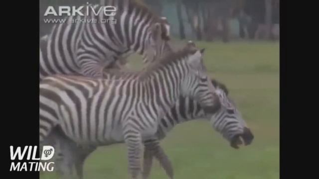 Zebra Mating Full HD смотреть онлайн