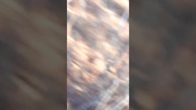 Как мы сходили с мамой за грибами ,а нашли белочку!!