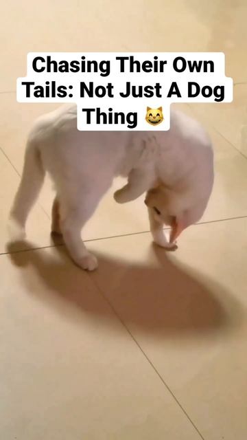 Here is a cat chasing her own tail. Enjoy! 😸#cat #catvideos #catlover #kitten смотреть онлайн