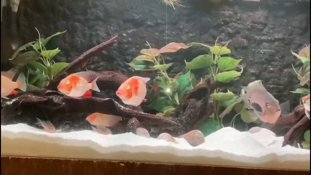 Guauuu super acuario 220 litros/ heckelli albino/ uaru / angeles y maas смотреть онлайн