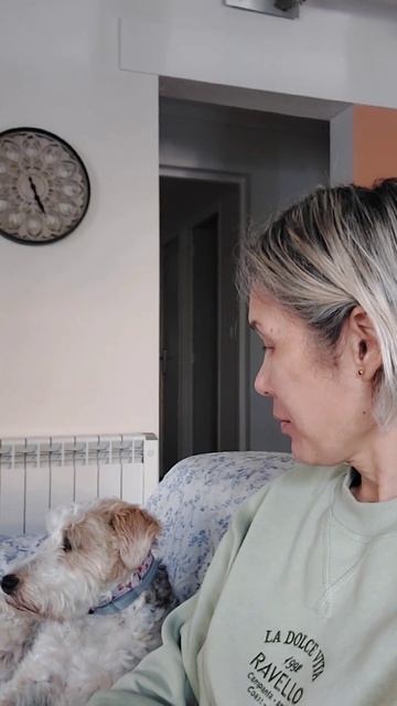 Смотрят ли собаки телевизор? Конечно, у Ондин любимая передача "Animaux à adopter" смотреть онлайн