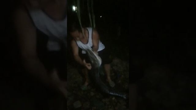 Grabe ang laki ng BARRACUDA !!! #kalublub #barracuda #baracuda #leyte #highlights смотреть онлайн