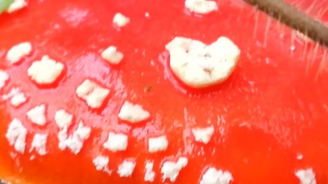 Семейство мухоморов