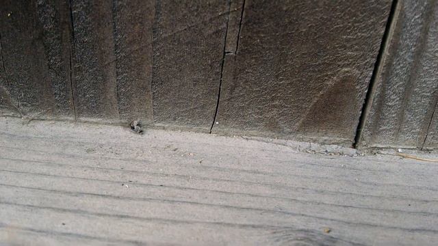 Tiny Spider vs Tiny Beetle (HD!) смотреть онлайн