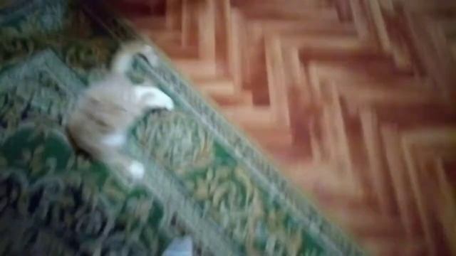 КОТ ПРОТИВ ОБЕЗЬЯНЫ😂😂🤣 смотреть онлайн