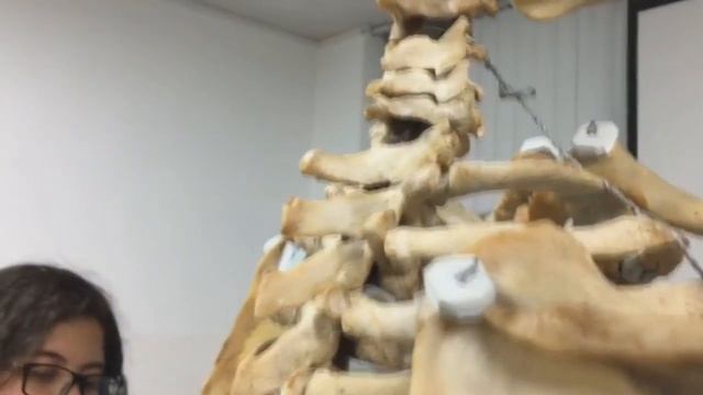 Vertebras Cervicales - Morfo Macro смотреть онлайн