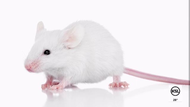 Utah professor's team may have figured out why we lost our fur coats смотреть онлайн