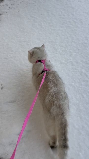 Первый снег Принца❄️✨#зима #нг2024 #кот #котики #снег #кошки #шиншилла #золотаяшиншилла #путешестви смотреть онлайн