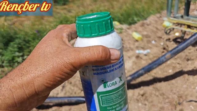 domatez kavun biber patlıcan mantar hastalıkları için kullanılan ilaçlar mildiyö külleme karaleke