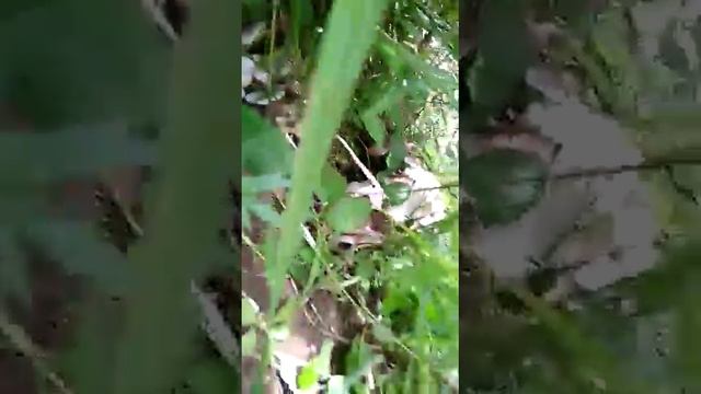 Penemuan jamur langka смотреть онлайн